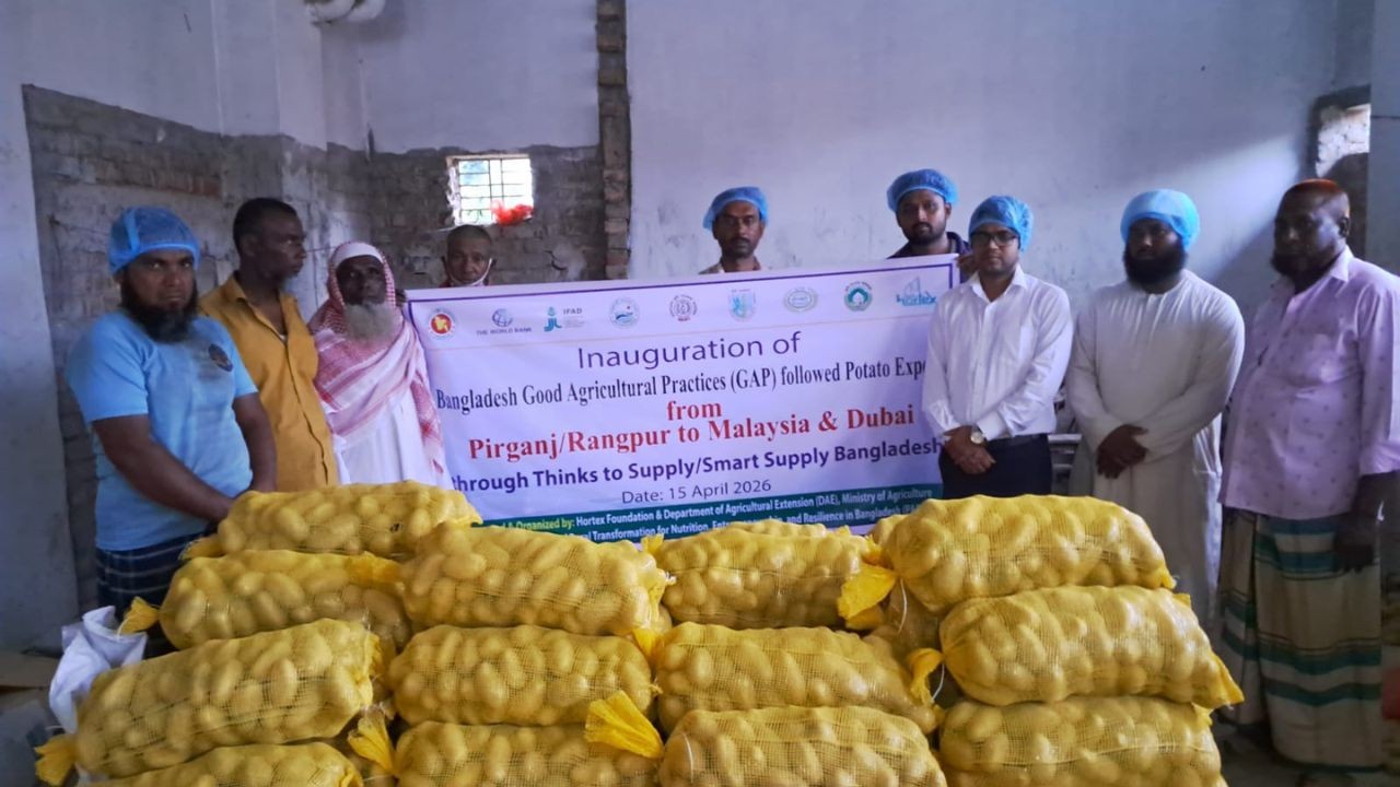 রংপুরের পীরগঞ্জে উৎপাদিত ‘সানশাইন’ আলু যাচ্ছে মালয়েশিয়া ও দুবাইয়ে